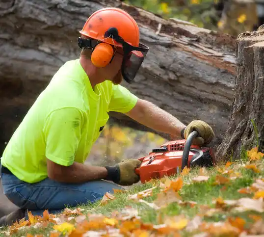 tree services Streetsboro